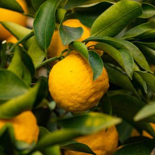 Yuzu Fruit Puree